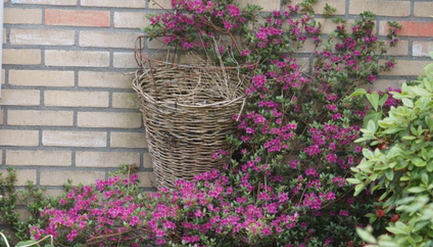 Azalea grows well in the shade. Azalea grows well in the shade.