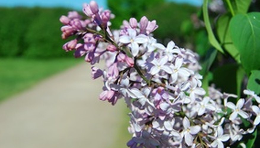 q-a-why-are-lilac-leaves-brown-and-curling-maryland-grows