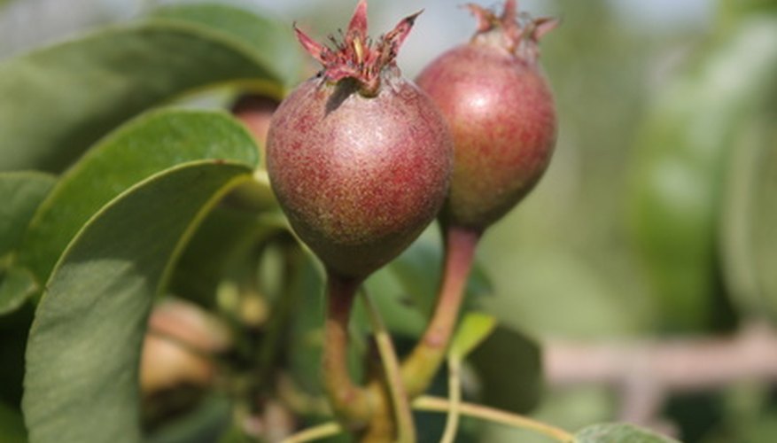 The drying remnants of flowers show on the bottom of these growing apples. The drying remnants of flowers show on the bottom of these growing apples.