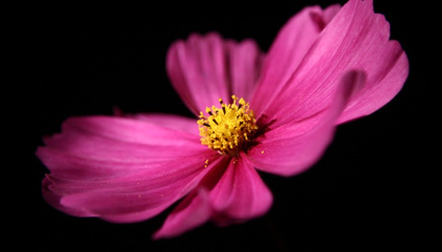 Cosmos are one of the easiest flowers to grow. Cosmos are one of the easiest flowers to grow.