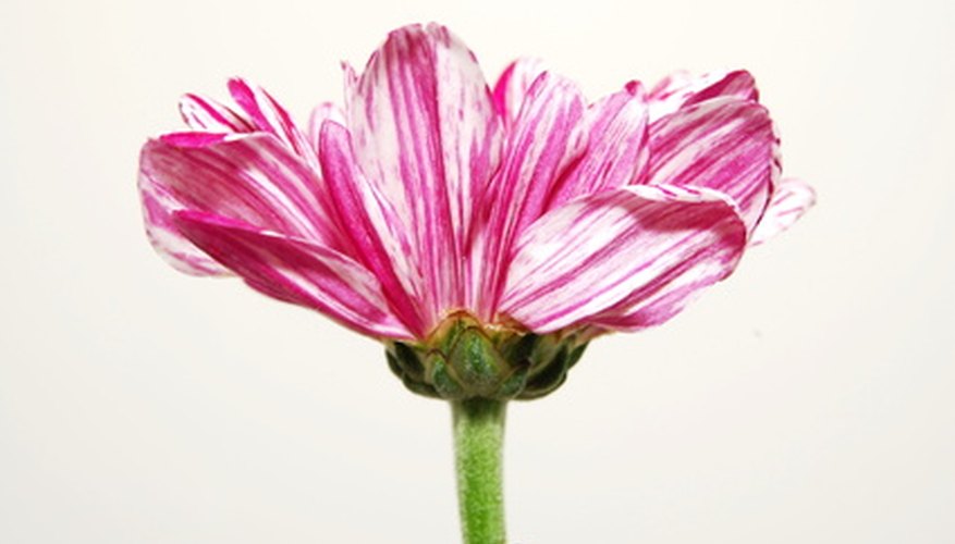 A stem holds up a flower and delivers water and minerals, too. A stem holds up a flower and delivers water and minerals, too.