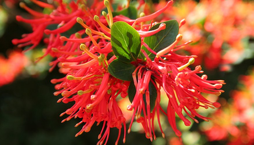 The Patagonian sire bush is a flowering plant from the South American desert. The Patagonian sire bush is a flowering plant from the South American desert.