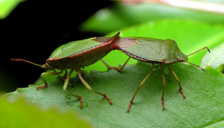 Mealy bugs are a common pest of jade plants. Mealy bugs are a common pest of jade plants.