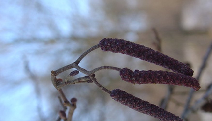 Deciduous trees may Have cone-like catkins. Deciduous trees may Have cone-like catkins.