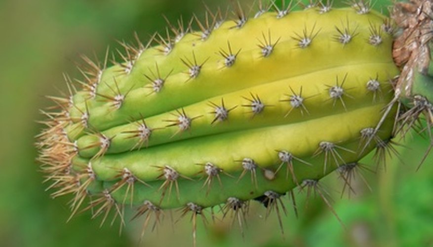 Cacti are sturdy, hardy plants that can survive in arid climates. Cacti are sturdy, hardy plants that can survive in arid climates.