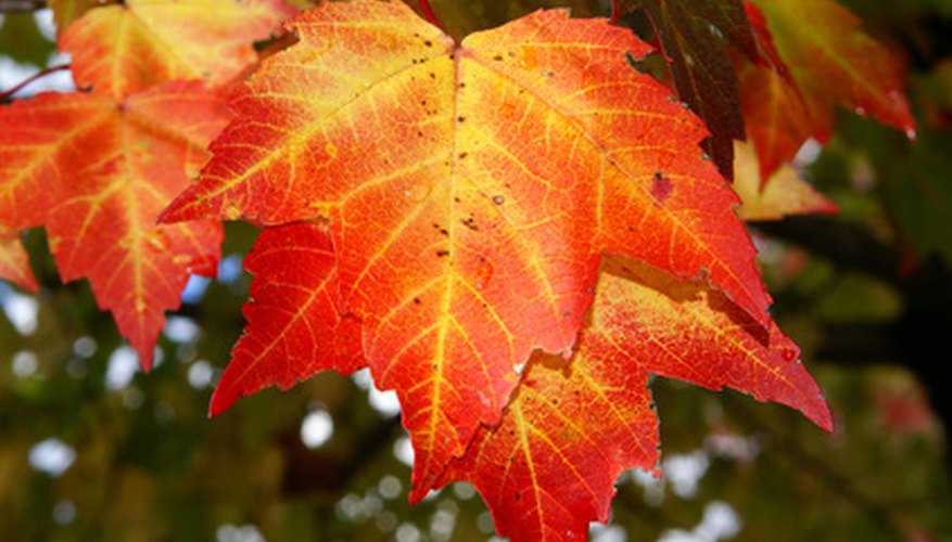 Leaves of a maple tree Leaves of a maple tree