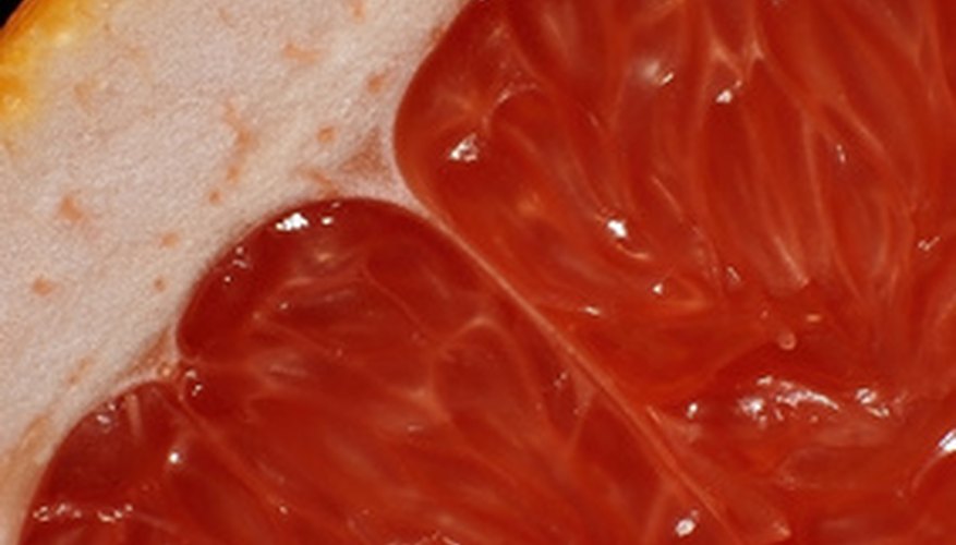 Grapefruit trees are susceptible to infestations of ants. Grapefruit trees are susceptible to infestations of ants.