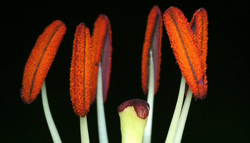 Bright orange pollen covers the anthers and the end of the stamen of the flower. Bright orange pollen covers the anthers and the end of the stamen of the flower.