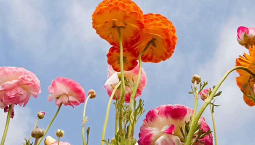 Ranunculus display bright, paper-thin petals. Ranunculus display bright, paper-thin petals.