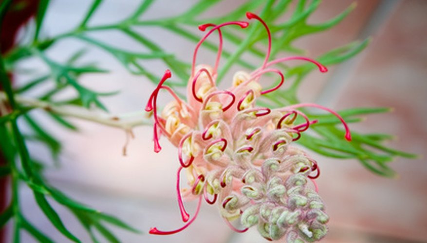 A whimsical protea in bloom. A whimsical protea in bloom.