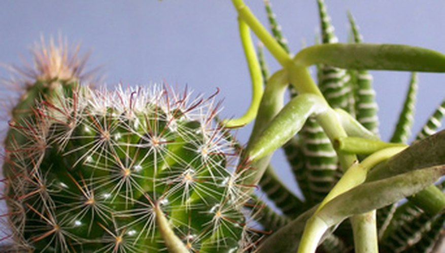 Succulents and cacti are often planted in terrariums. Succulents and cacti are often planted in terrariums.