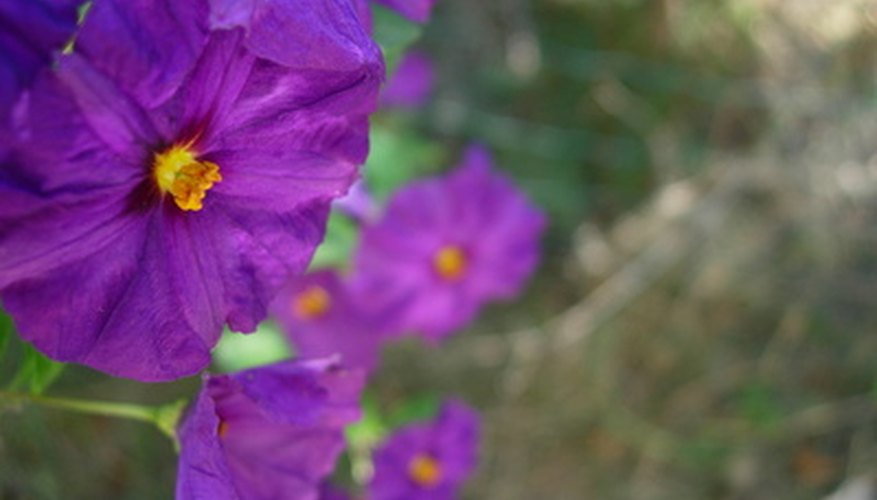 Poisonous nightshades in bloom Poisonous nightshades in bloom