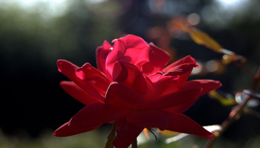 Although recommended for beginners, Knock Out roses can experience some problems. Although recommended for beginners, Knock Out roses can experience some problems.