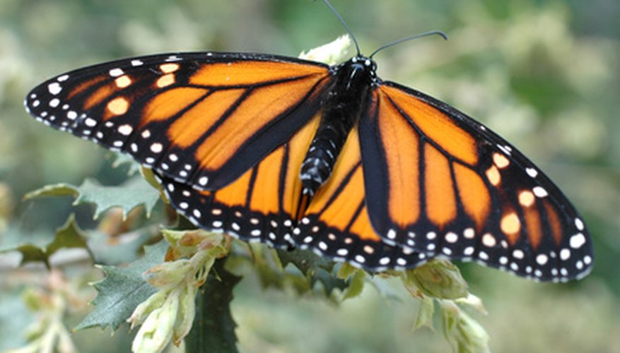 The monarch butterfly is a frequent visitor to milkweed plants The monarch butterfly is a frequent visitor to milkweed plants