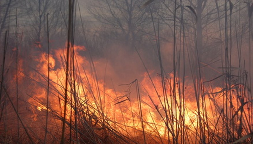 A prescribed burn can enhance a fescue field. A prescribed burn can enhance a fescue field.