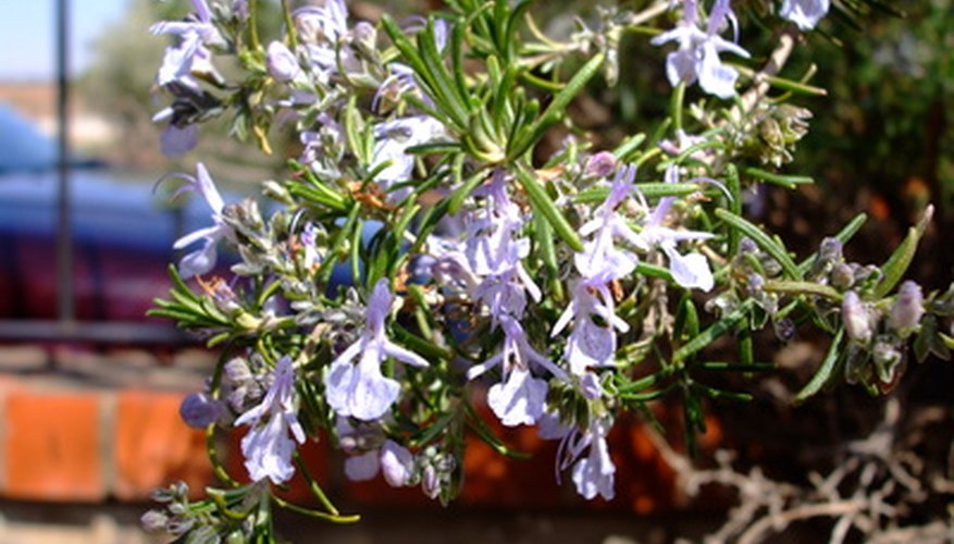 Rosemary has aromatic pale blue blooms. Rosemary has aromatic pale blue blooms.