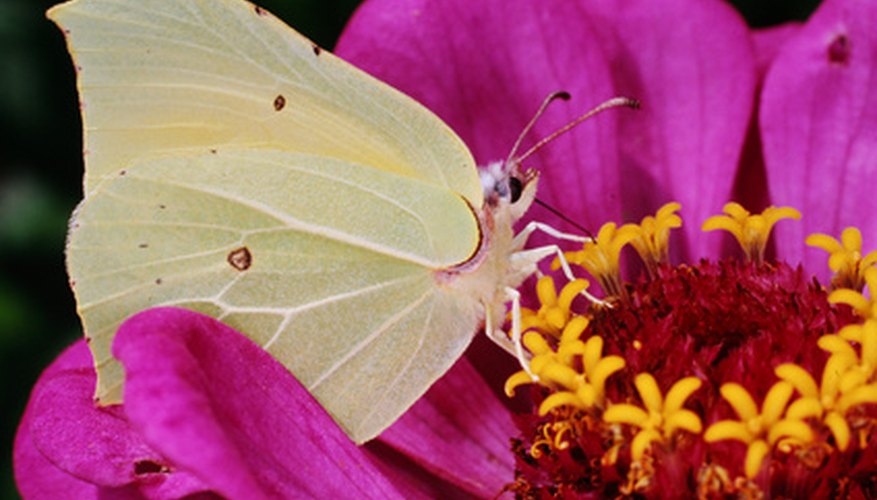 Butterflies feed from and pollinate zinnias. Butterflies feed from and pollinate zinnias.