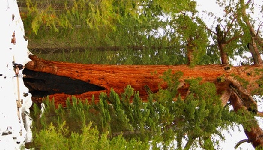 Note the two individuals sitting at the base of the tree for a size comparison. Note the two individuals sitting at the base of the tree for a size comparison.