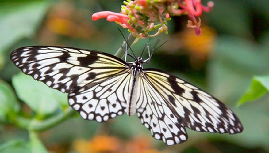 The tree nymph butterfly occurs throughout southeast Asia. The tree nymph butterfly occurs throughout southeast Asia.