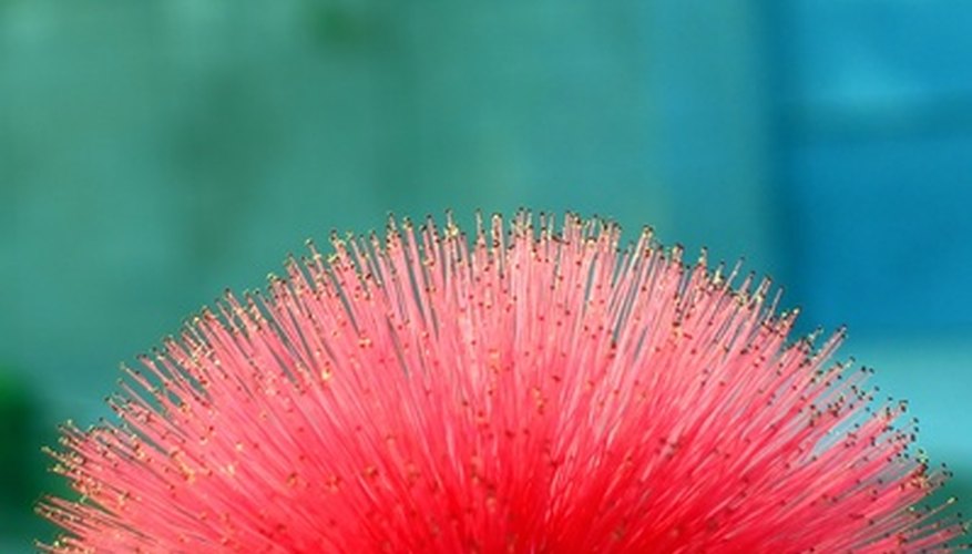 The baja fairy duster's flower resembles a brush. The baja fairy duster's flower resembles a brush.
