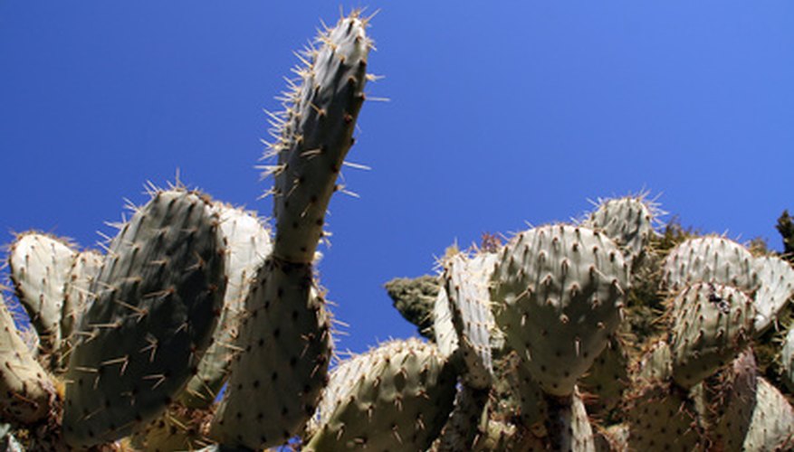 Zone 13 grows more than cacti. Zone 13 grows more than cacti.