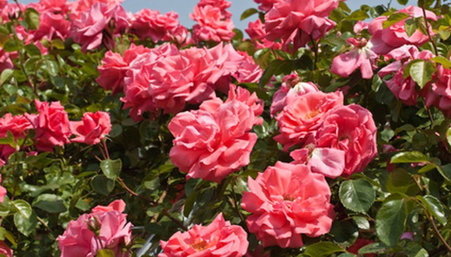Growing healthy roses Growing healthy roses