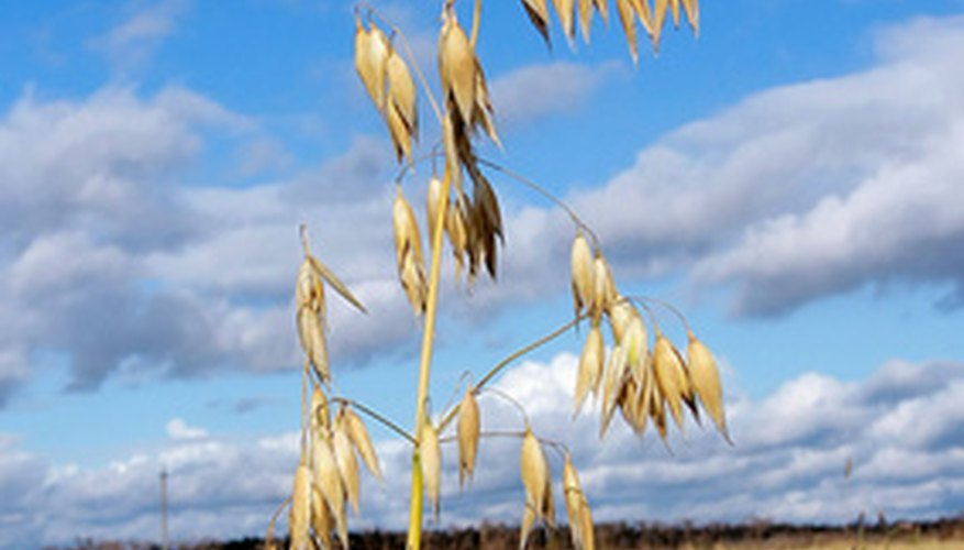 Oats are annual grasses. Oats are annual grasses.