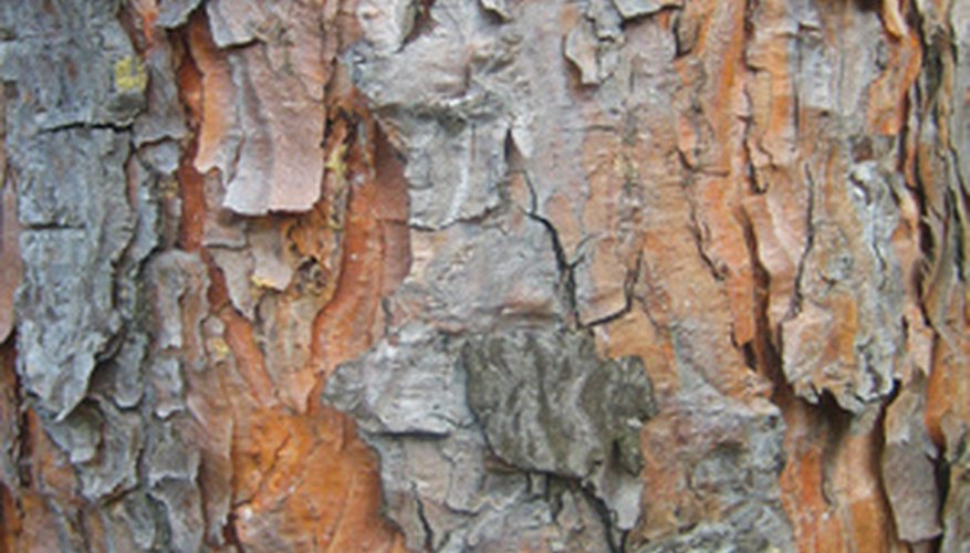 The color and texture of pine tree bark varies from tree to tree. The color and texture of pine tree bark varies from tree to tree.