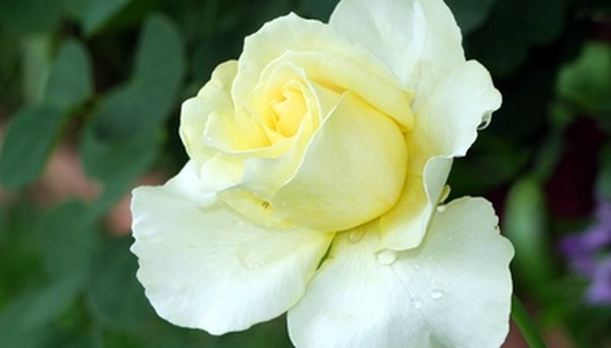 Roses may grow on bushes, as climbing vines or on single stems. Roses may grow on bushes, as climbing vines or on single stems.