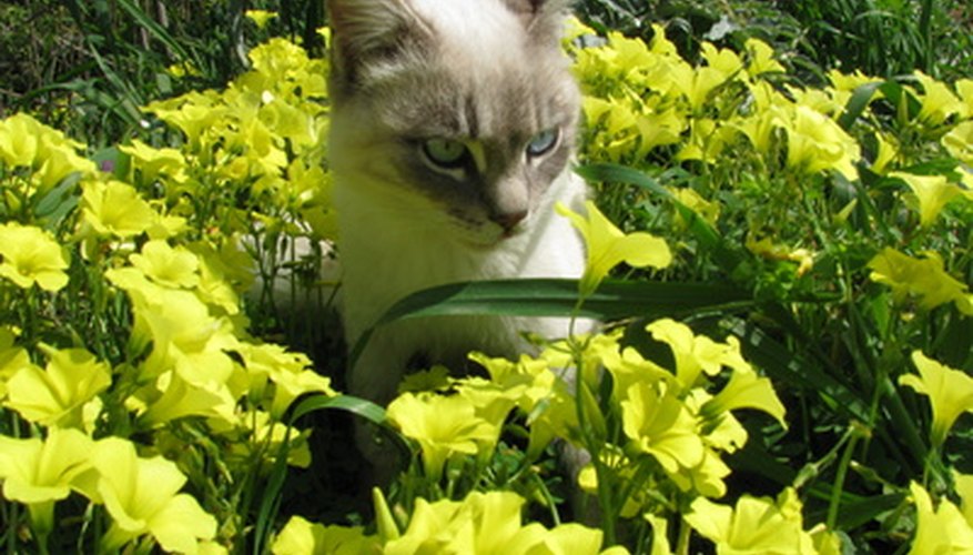 Pet-Safe Insecticide for Plants | Garden Guides