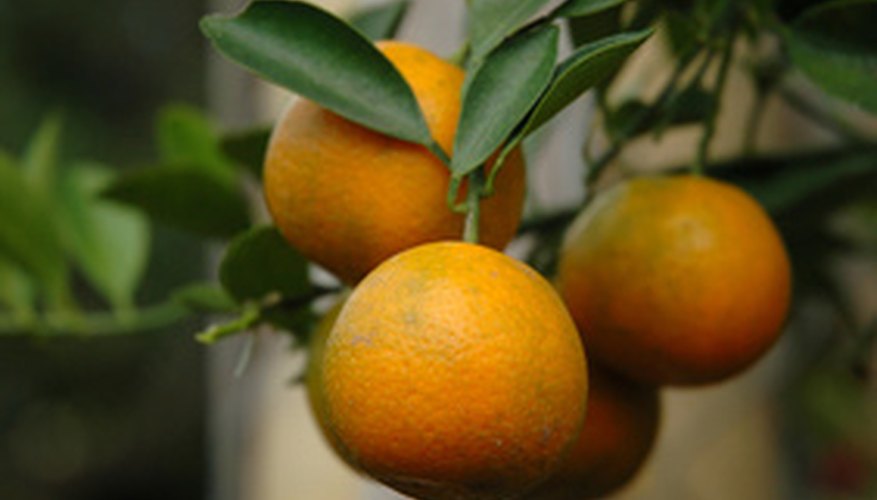 Plump oranges on an organic orange tree Plump oranges on an organic orange tree