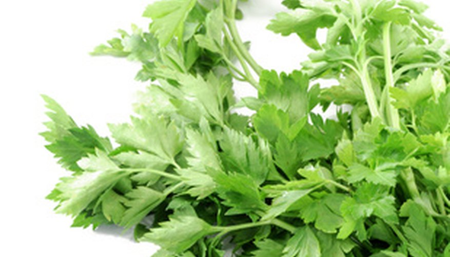 Parsley is used in kitchens as an everyday element. Parsley is used in kitchens as an everyday element.