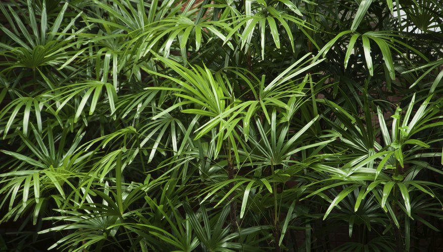 The bamboo palm thrives in shade. The bamboo palm thrives in shade.