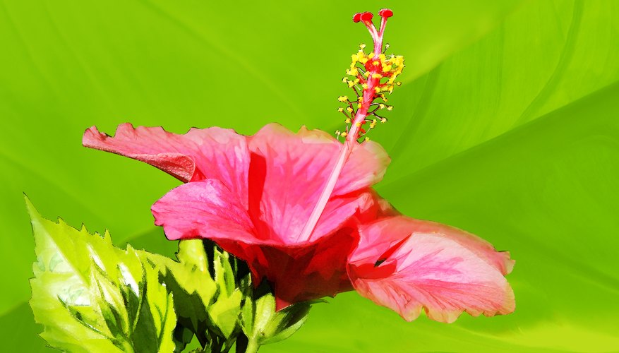 Hibiscus flower, close-up Hibiscus flower, close-up