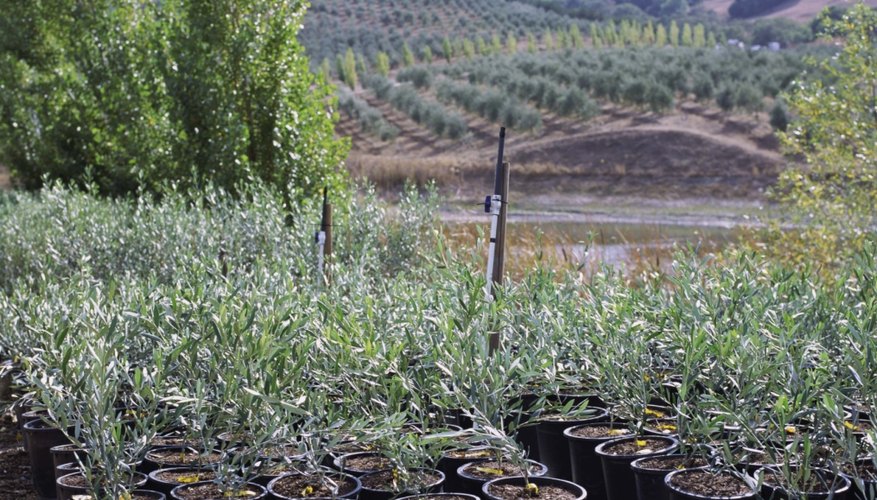 Baby olive trees may have centuries ahead of them. Baby olive trees may have centuries ahead of them.