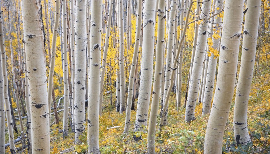 The trunks of birch trees with gold foliage in the fall. The trunks of birch trees with gold foliage in the fall.