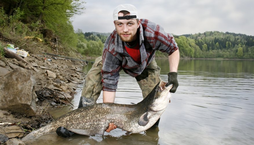 It takes patience and skill to catch a catfish from a river. It takes patience and skill to catch a catfish from a river.