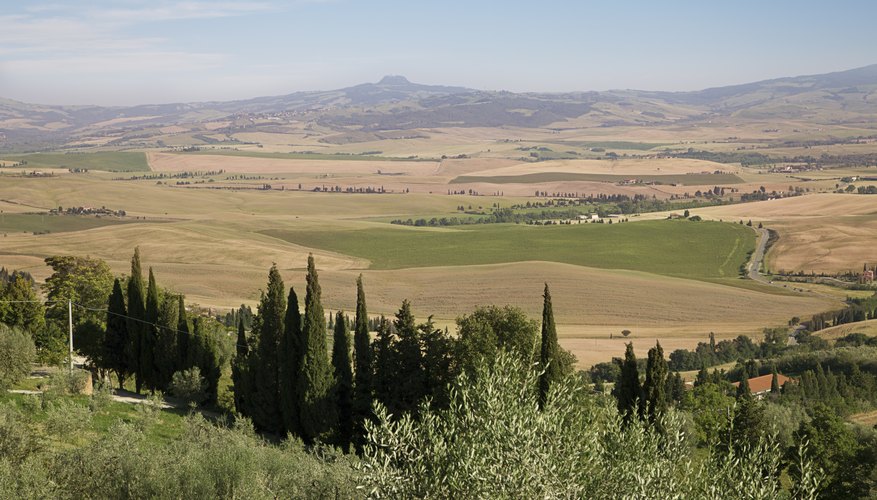Cypresses in country side Cypresses in country side