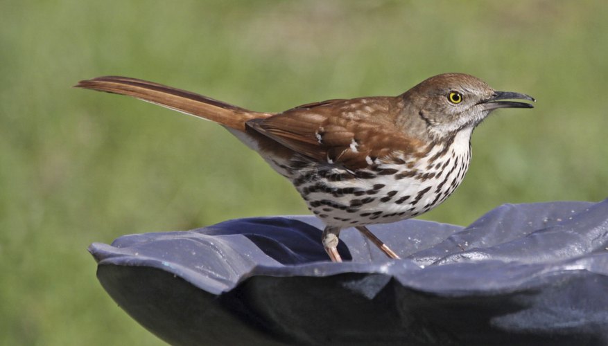 Bird in bird bath Bird in bird bath