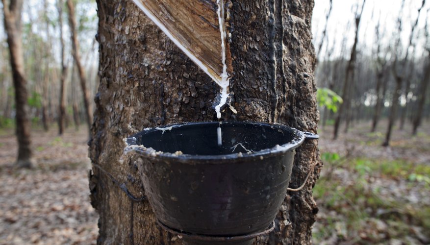 Latex flows down an incision in the rubber tree's bark and collects in a cup. Latex flows down an incision in the rubber tree's bark and collects in a cup.