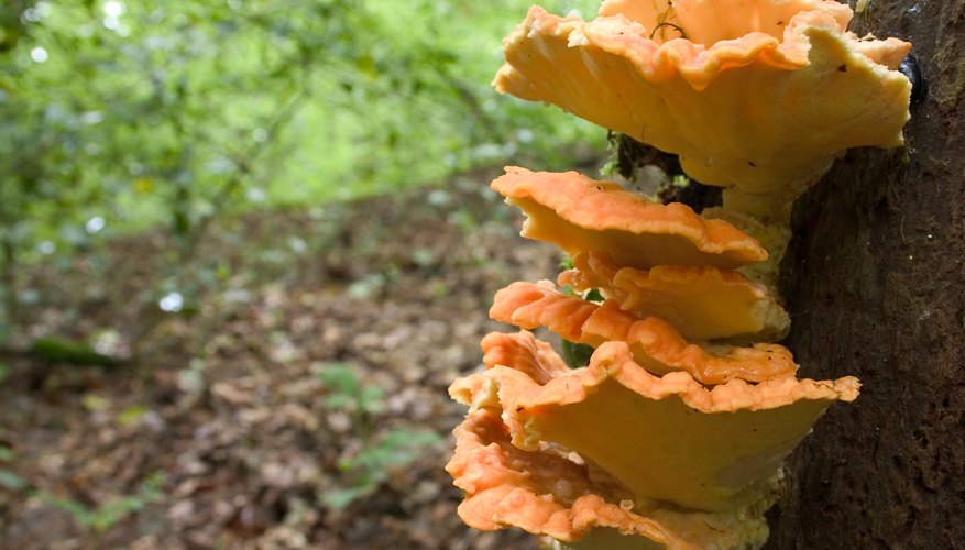 Photo Credit: stephane duchateau/iStock/Getty Images sulfur shelf mushrooms