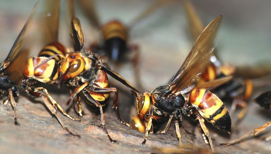 How To Identify Hornets And Wasps In Tennessee Sciencing