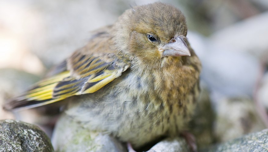 Nestlings grow into fledglings. Nestlings grow into fledglings.