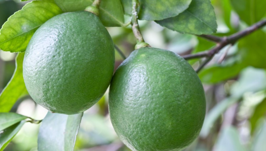Limes grow on a tree branch. Limes grow on a tree branch.