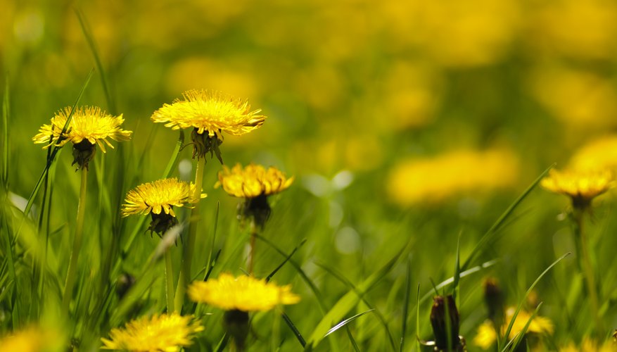 Dandelion flowers, leaves and roots are edible. Dandelion flowers, leaves and roots are edible.