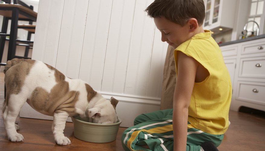 A boy feeds a bull dog in the kitchen. A boy feeds a bull dog in the kitchen.