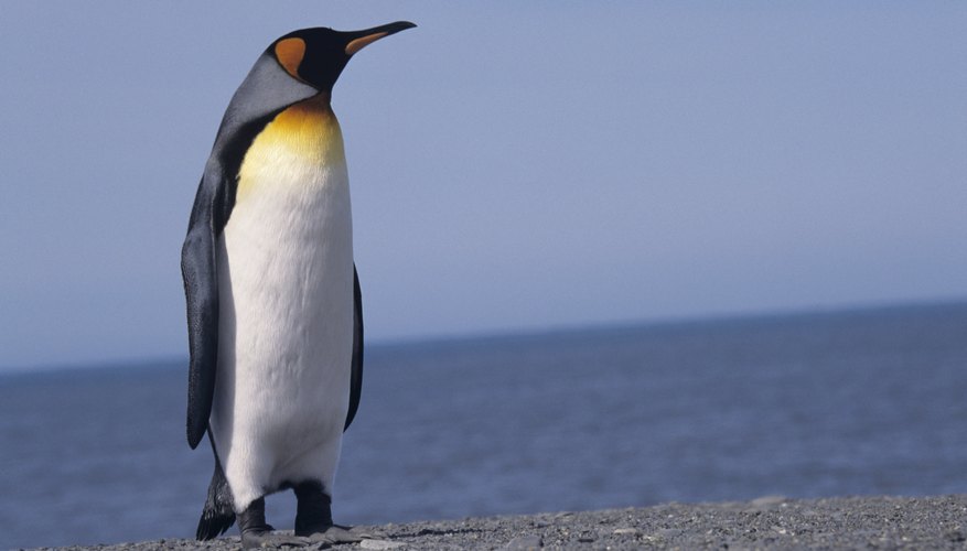   Penguins -  7
