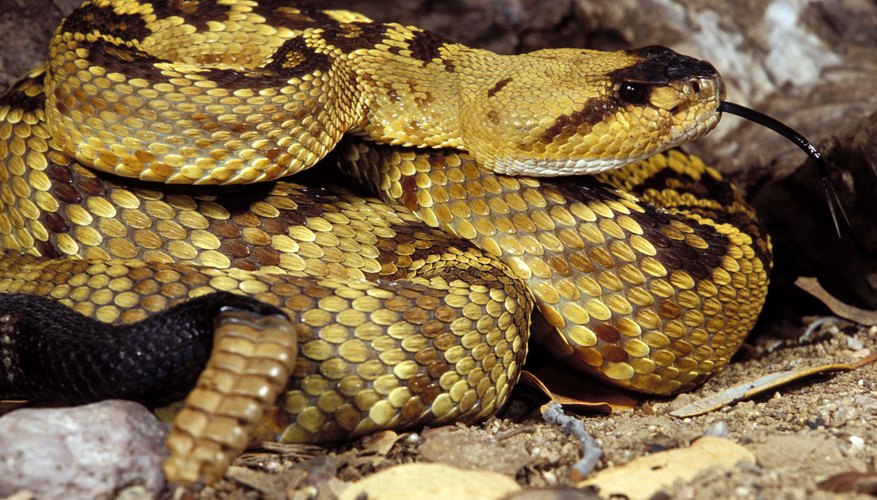 Reptiles are born with fully developed lungs. Reptiles are born with fully developed lungs.