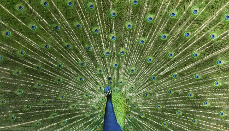 life-cycle-of-a-peacock-sciencing