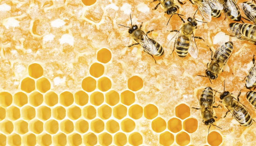 Sourwood honey, a Southern delicacy, doesn't crystalize as quickly as other honies. Sourwood honey, a Southern delicacy, doesn't crystalize as quickly as other honies.